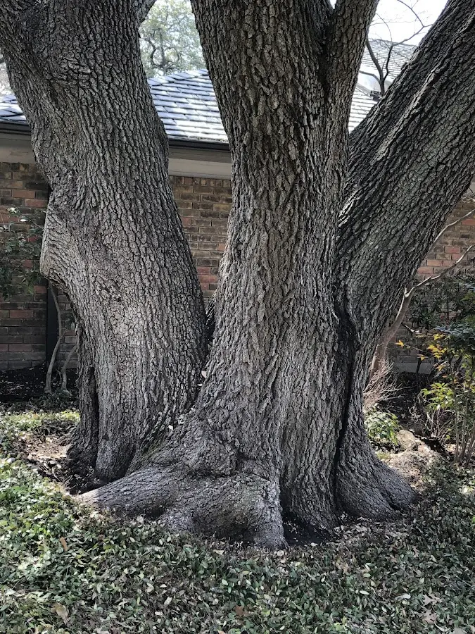 Mature heritage tree close to a Cobb property cared for by certified arborists
